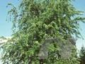 Acer saccharinum Wieri Image 1