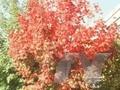 Acer saccharum Image 1