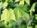 Acer saccharum subsp nigrum Image 1