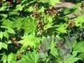 Acer shirasawanum Image 1