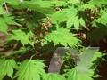Acer sieboldianum Image 1