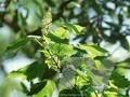Acer spicatum Image 1