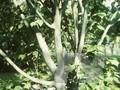 Acer striatum Image 1
