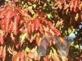Acer tataricum Image 1
