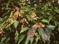 Acer tataricum subsp ginnala Image 1