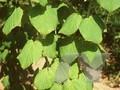 Acer tegmentosum Image 1