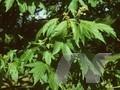 Acer trautvetteri Image 1