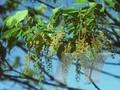 Acer triflorum Image 1