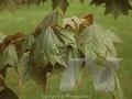 Acer truncatum Image 1