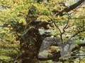 Acer truncatum subsp mono Image 1
