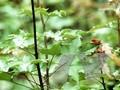 Acer zoeschense Image 1