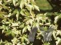 Acer zoeschense Annae Image 1