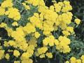 Achillea Moonshine Image 1