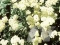 Achillea aegyptica Image 1