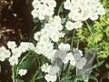 Achillea ageratifolia subsp serbica Image 1