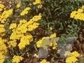Achillea aurea Image 1