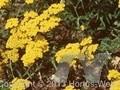Achillea chrysocoma Image 1