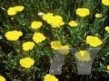 Achillea eupatorium Image 1