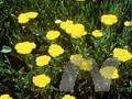 Achillea filipendulina Image 1