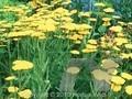 Achillea filipendulina Altgold Image 1