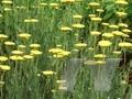 Achillea filipendulina Gold Plate Image 1