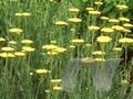 Achillea Goldplate Image 1
