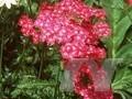 Achillea millefolium Cerise Queen Image 1