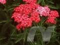Achillea millefolium Kelwayi Image 1