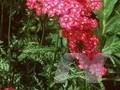 Achillea millefolium Kirschkonigin Image 1