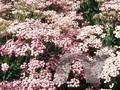 Achillea millefolium Lilac Beauty Image 1