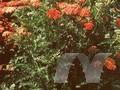 Achillea millefolium The Beacon Image 1