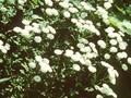 Achillea ptarmica Boule de Neige Image 1
