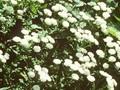 Achillea ptarmica Schneeball Image 1