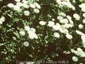 Achillea ptarmica The Pearl Image 1