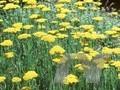Achillea Schwellenburg Image 1