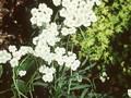 Achillea serbica Image 1