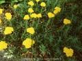 Achillea tomentosa Image 1