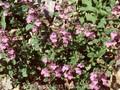 Acinos alpinus Image 1