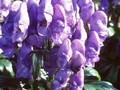 Aconitum arendsii Image 1