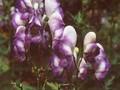 Aconitum cammarum Bicolor Image 1