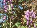 Aconitum carmichaelii Image 1