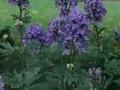 Aconitum carmichaelii var wilsonii Image 1