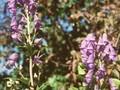 Aconitum fischeri Image 1