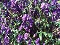 Aconitum henryi Spark Image 1