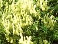 Aconitum lamarckii Image 1