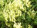 Aconitum lycoctonum subsp neapolitanum Image 1