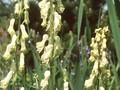 Aconitum lycoctonum subsp vulparia Image 1