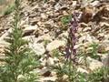 Aconitum napellus Image 1
