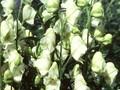 Aconitum napellus Album Image 1