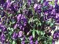 Aconitum napellus Spark Image 1